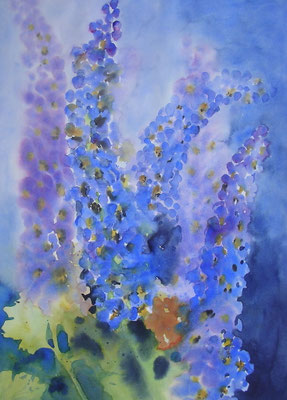 rittersporn, 70x50 cm