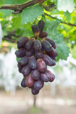 ぶどうの種類 (32種類) - ぶどう狩りの自由園