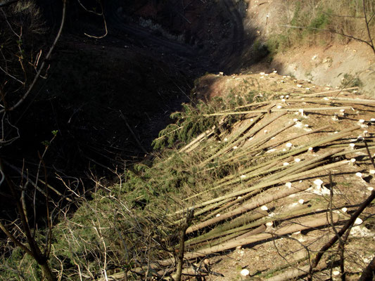 Holzschlägerung im "Daumgraben" Rabenreith