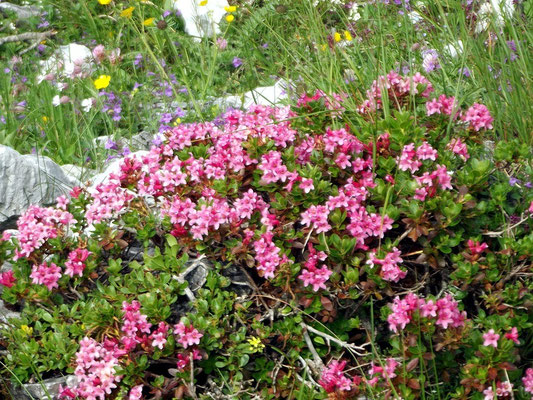 ...vorbei an herrlichen Alpenrosen