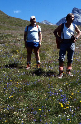 Auf den Blumenwiesen am Weg zum Hochfeiler