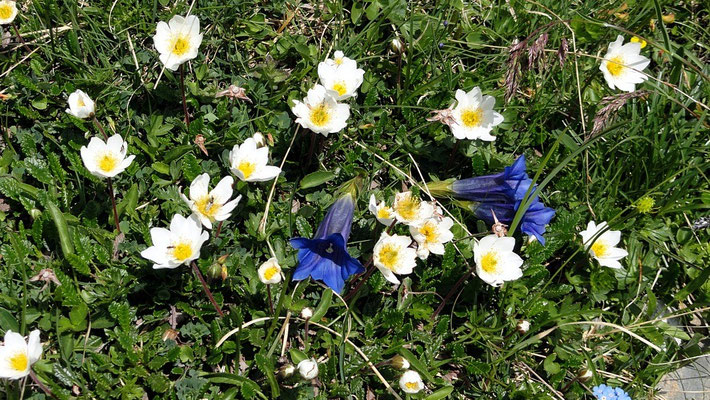 .. herrliche Vegetation
