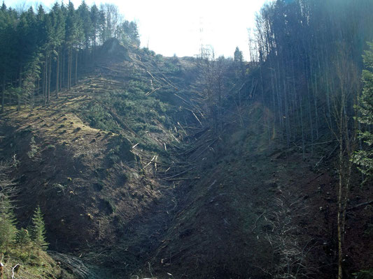 Holzschlägerung im "Daumgraben" Rabenreith