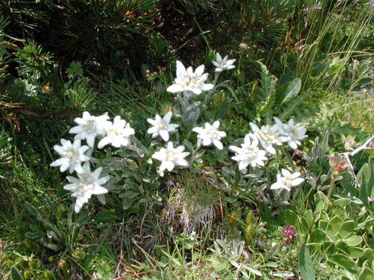 Am Edelweißboden