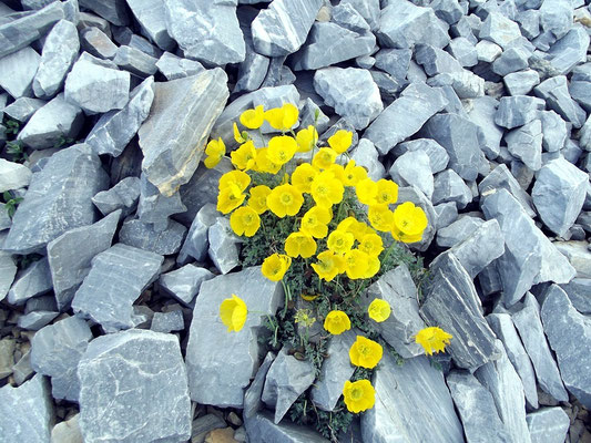 Alpenmohn