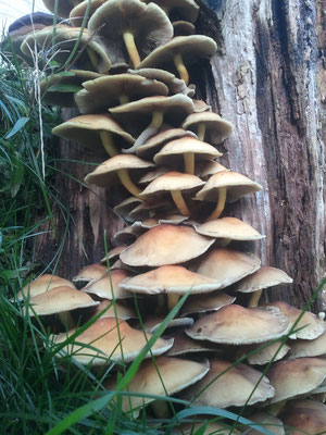 Paddenstoelen Drachten redactie friesevolk.nl