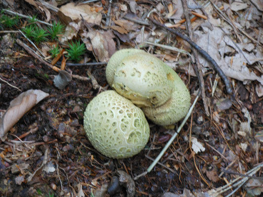 Paddestoelen redactie friesevolk.nl