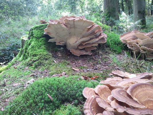 Paddenstoelen bos Beetsterzwaag redactie friesevolk.nl