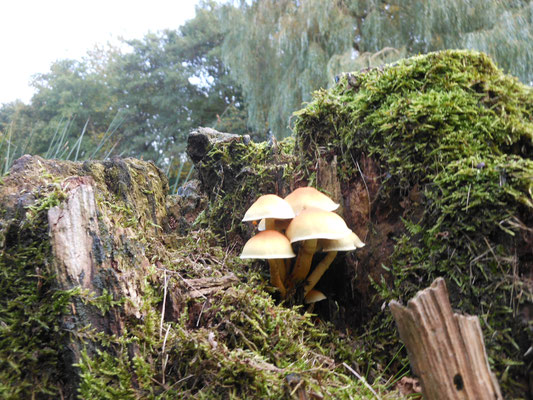 Paddenstoelen redactie friesevolk.nl