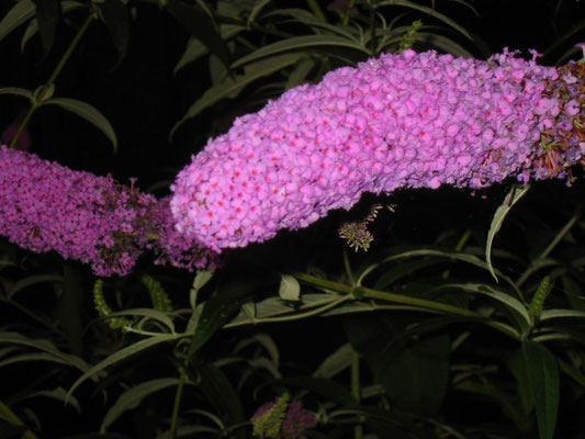 Bloem vlinderstruik redactie friesevolk.nl