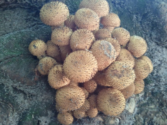 Paddenstoelen bos Beetsterzwaag redactie friesevolk.nl