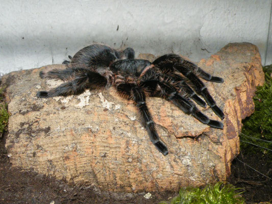 Brachypelma albopilosum
