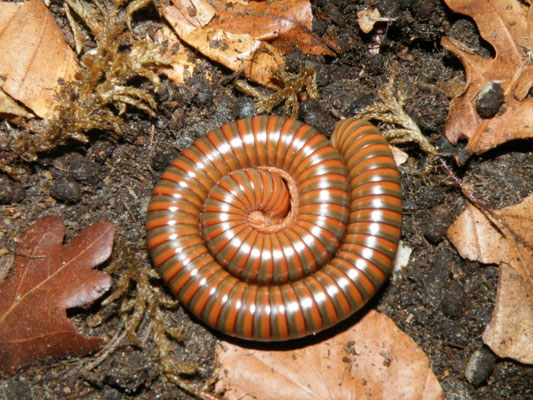 Spirostreptus sp. 1