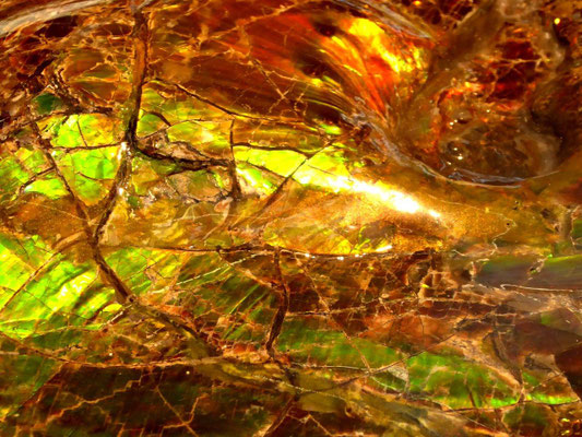 Ammolite