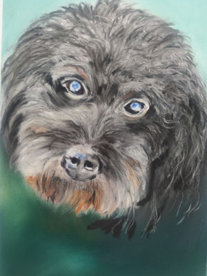 Pudelblick, Pastellkreide auf Pastelmat, 24x15 cm, 2022 (verkauft)