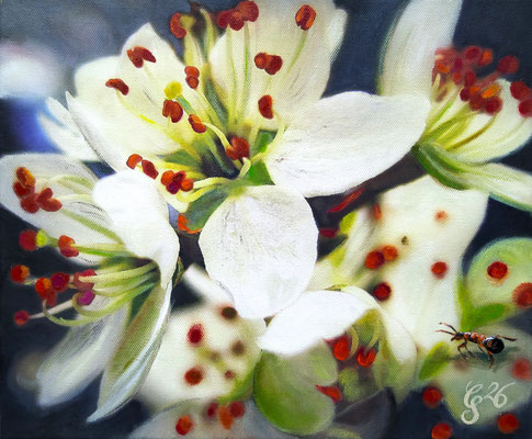 Ameise auf der Apfelblüte, Öl auf Leinwand, 25x30 cm, 2026