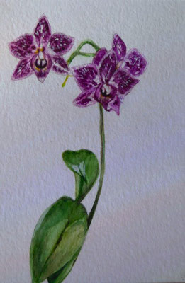 Lila Orchidee, Aquarell auf Büttenpapier, 24x17 cm, 2023