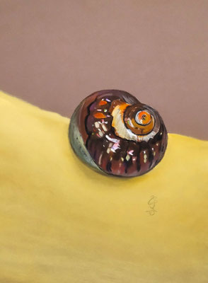 Exotische Schnecke, Pastell auf Pastelmat, 30x24 cm, 2025