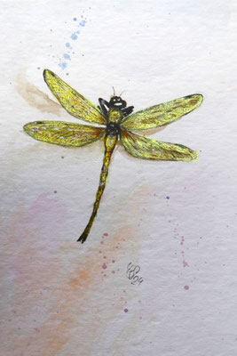 Libelle, Aquarell auf Bütten, 24x17 cm, 2024