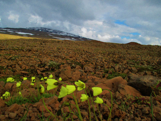 Island, Hochland, Westfjorde