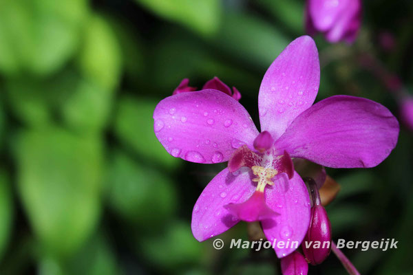 Orchidee in Cuba
