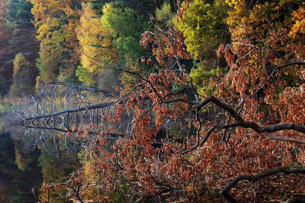 Herbst am Pfälzer Woog