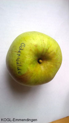 Odenwälder Apfel