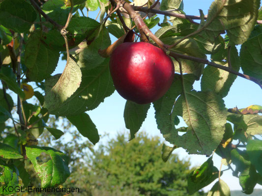Danzinger Kantapfel