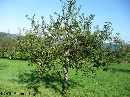 Horneburger Pfannenkuchenapfel