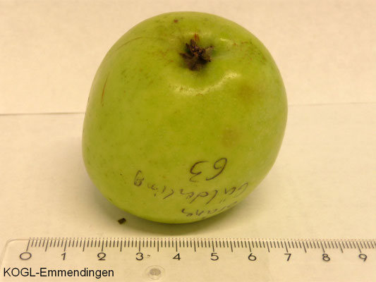 Langer Grüner Gulderling