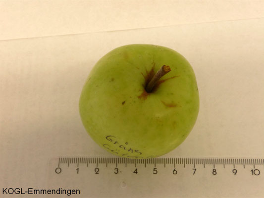 Langer Grüner Gulderling