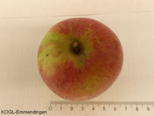 Rheinischer Bohnapfel