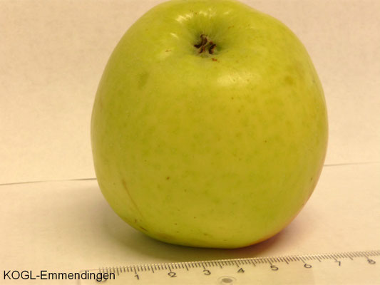 Langer Grüner Gulderling