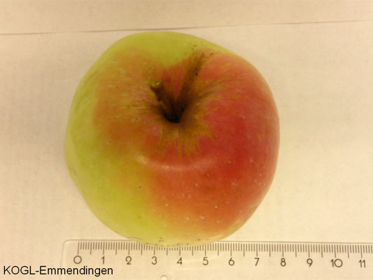 Langer Grüner Gulderling