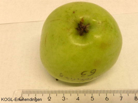 Langer Grüner Gulderling