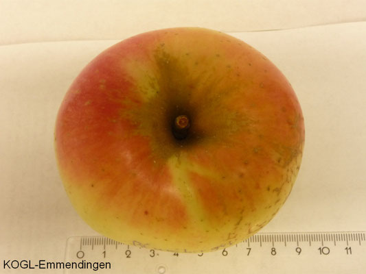 Blumberger Langstiel Apfel