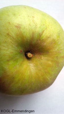 Odenwälder Apfel