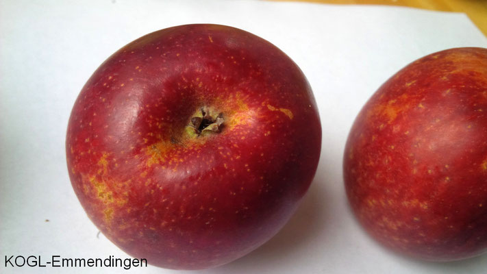 Falscher Purpurroter Cousinot