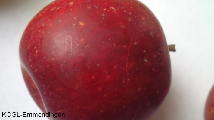 Falscher Purpurroter Cousinot