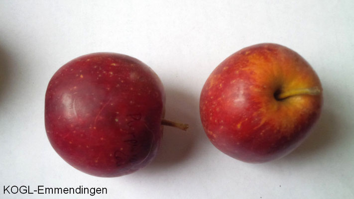 Falscher Purpurroter Cousinot