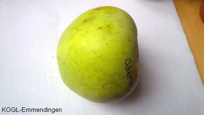 Odenwälder Apfel