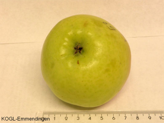 Langer Grüner Gulderling