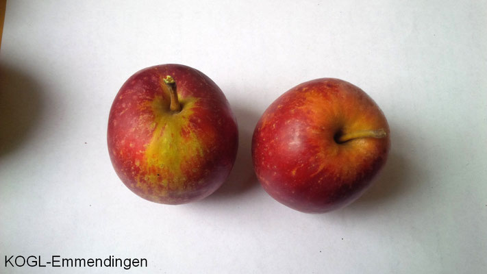 Falscher Purpurroter Cousinot