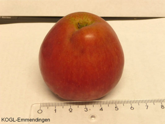 Erbachhofer Weinapfel