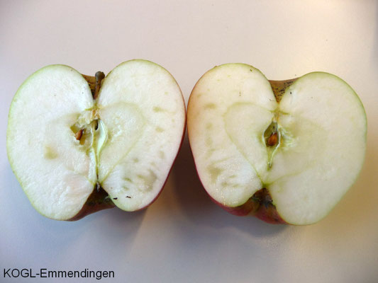 Horneburger Pfannenkuchenapfel