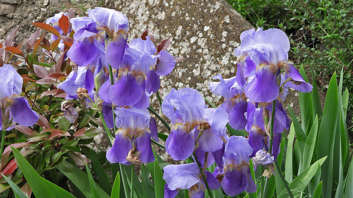 Blaue Iris in den Gärten.