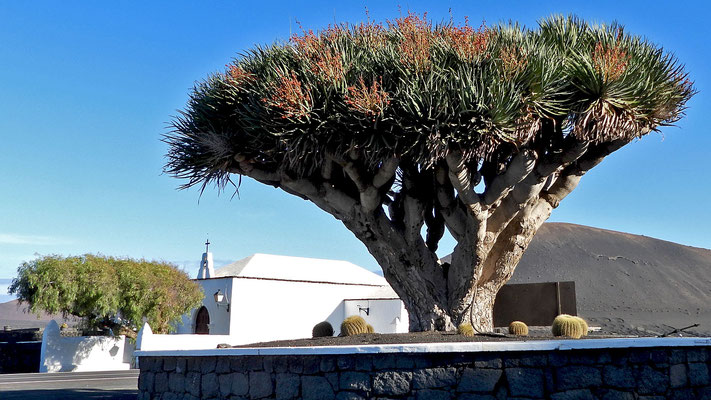 Blick auf die Ermita vom Drachenbaum der Bodega Rubicon.