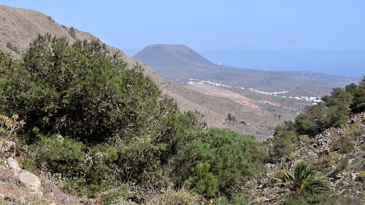 Kanarische Kiefern im Hintergrund der Monte Corona