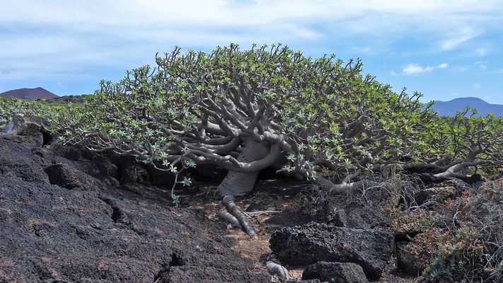 Diese Pflanzen heißen Tabaiba und bis sie auf Lava wachsen dauert es mind. 3000 Jahre!