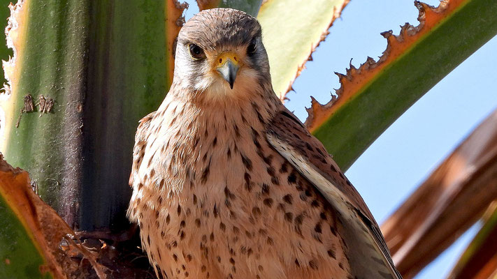 Turmfalke (Falco tinnunculus canariensis)